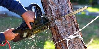 Best Lawn Pest Prevention  in Lake Arbor, MD