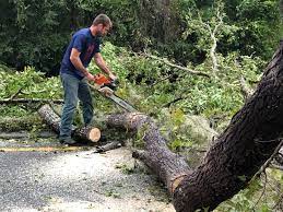 Best Commercial Tree Services  in Lake Arbor, MD