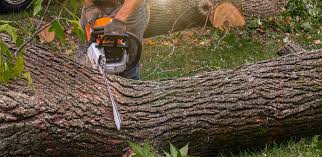 How Our Tree Care Process Works  in  Lake Arbor, MD