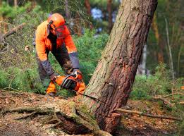 Best Utility Line Clearance  in Lake Arbor, MD