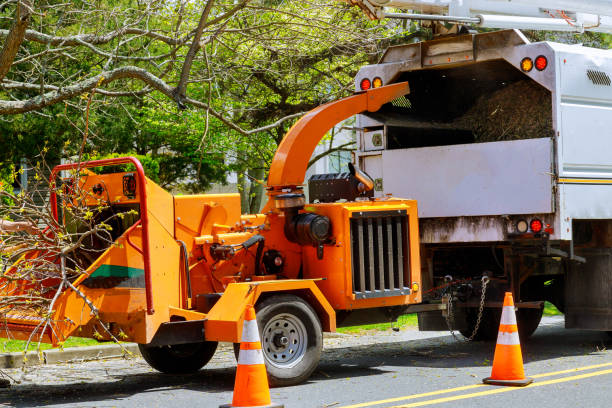 Reliable Lake Arbor, MD Tree Removal Solutions