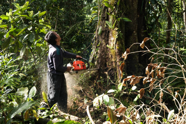 Best Tree Maintenance Programs  in Lake Arbor, MD