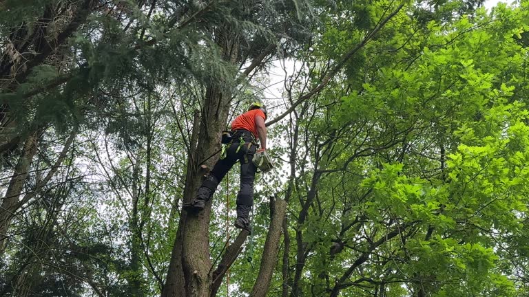 Best Emergency Tree Removal  in Lake Arbor, MD