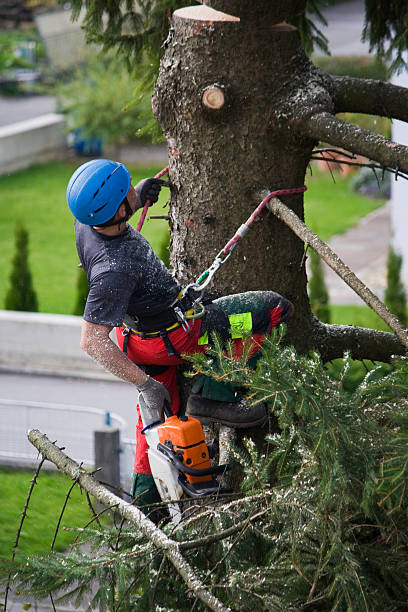 Best Tree and Shrub Care  in Lake Arbor, MD