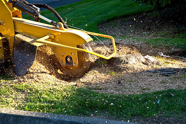 Best Tree Removal  in Lake Arbor, MD
