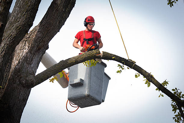 Best Root Management and Removal  in Lake Arbor, MD