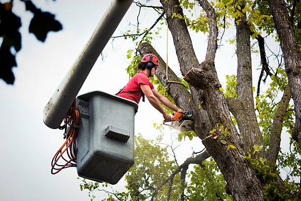 Best Hazardous Tree Removal  in Lake Arbor, MD