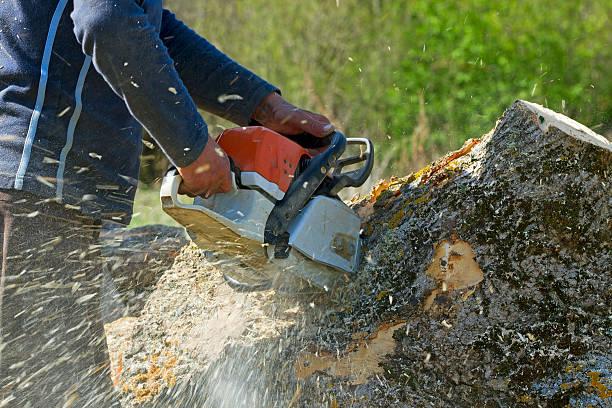 Best Tree Risk Assessment  in Lake Arbor, MD