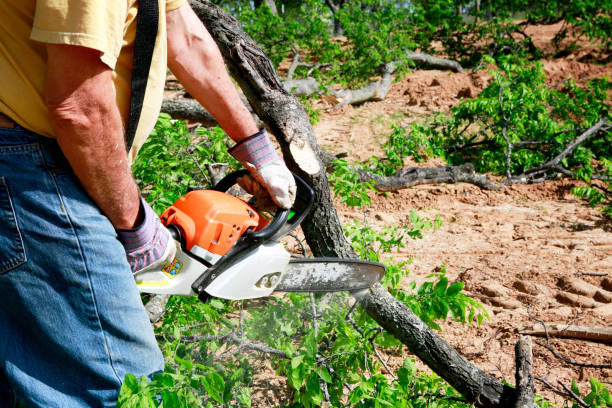Best Lawn Drainage Solutions  in Lake Arbor, MD