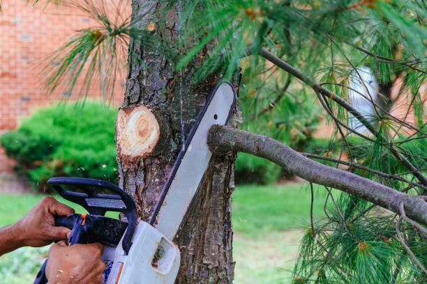 Best Tree Cabling and Bracing  in Lake Arbor, MD